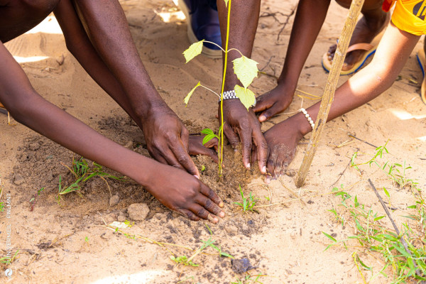Célébration de la Journée de l’Arbre à Ouidah : Plus de 2500 arbres plantés pour lancer Juin Vermeil 2025